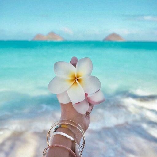 江ノ島観光｜旅花｜公式サイト（Tabihana｜Official｜Enoshima Tourist